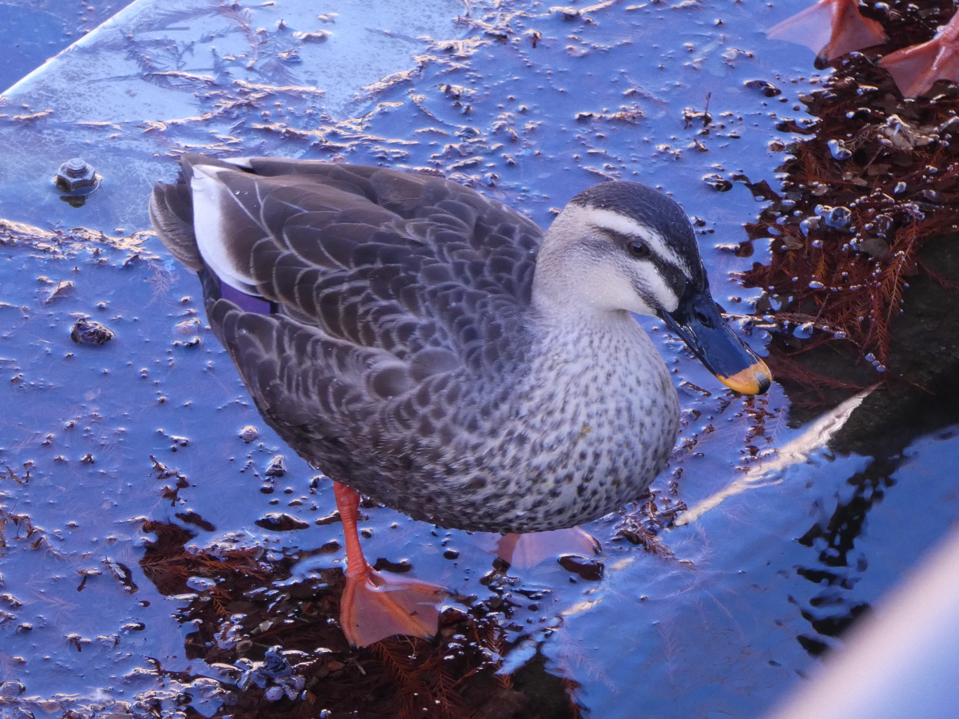 物欲しそうなカルガモ